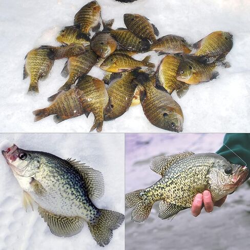 XFISHMAN Crappie-Jigs-Heads-Kit 1/8 1/16 1/32oz 50 Pack Panfish Fishing Jigs Lead Head Jig Hook Lure in Saudi Arabia