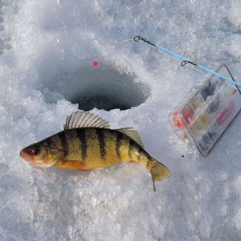 MASTER LOGIC Ice Fishing Rod, Sensitive Ice Spinning Rod, 28"/30" Ice Fishing Pole Medium Heavy in Kuwait