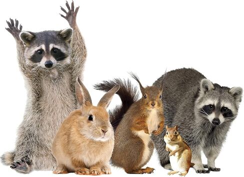 LENA FIORE’ INC Woodland Animals Window Decal Cling - Raccoon & Friends Vinyl Sticker in Saudi Arabia