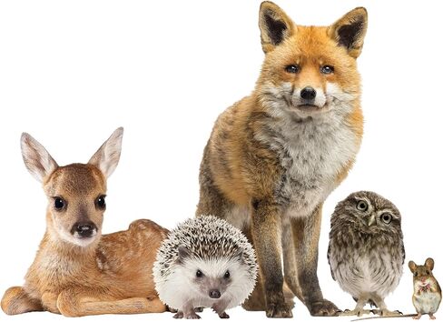 LENA FIORE’ INC Woodland Animals Window Decal Cling - Raccoon & Friends Vinyl Sticker in Saudi Arabia