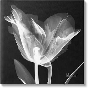 Stupell Industries Tulip Flower X-Ray Canvas Wall Art by Albert Koetsier in Saudi Arabia