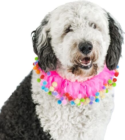 Midlee Pink Birthday Pom Pom Dog Collar (X-Large) in Saudi Arabia