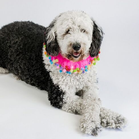 Midlee Pink Birthday Pom Pom Dog Collar (X-Large) in Saudi Arabia