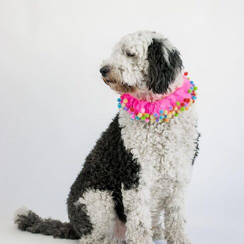 Midlee Pink Birthday Pom Pom Dog Collar (X-Large) in Saudi Arabia