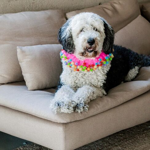 Midlee Pink Birthday Pom Pom Dog Collar (X-Large) in Saudi Arabia