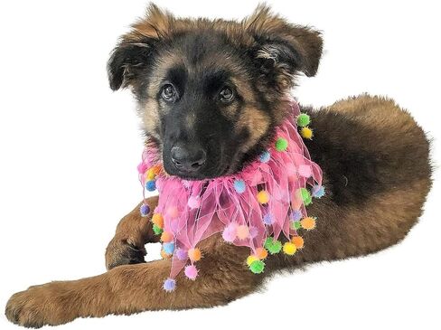 Midlee Pink Birthday Pom Pom Dog Collar (X-Large) in Saudi Arabia