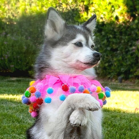 Midlee Pink Birthday Pom Pom Dog Collar (X-Large) in Saudi Arabia