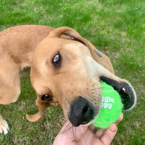 Snuggle Puppy Tennis Balls for Dogs - Interactive 2.5" Tennis Balls for Medium to Large Dogs - No Squeak Tennis Balls with Reusable Mesh Bag in Kuwait