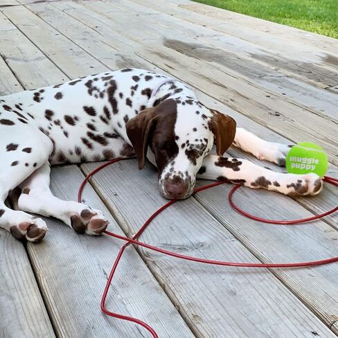 Snuggle Puppy Tennis Balls for Dogs - Interactive 2.5" Tennis Balls for Medium to Large Dogs - No Squeak Tennis Balls with Reusable Mesh Bag in Kuwait
