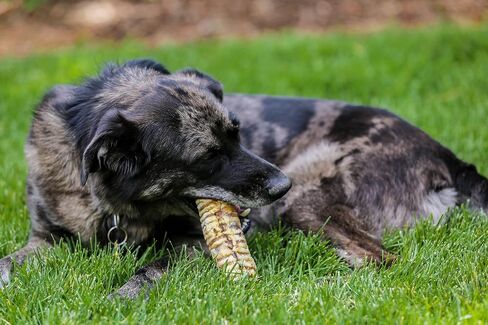 Top Dog Chews – 12 بوصة من لحوم البقر القصبة الهوائية للكلاب، 10 عبوات، أمريكية، طبيعية بالكامل، علاج للكلاب مكون واحد، يعزز صحة المفاصل والورك والأسنان، غني بالبروتين للكلاب المتوسطة والكبيرة in Saudi Arabia