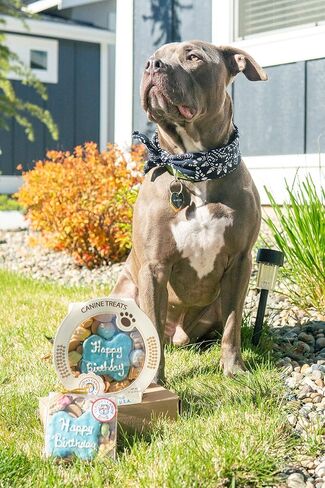 كوكيز زبدة الفول السوداني للكلاب من كلوديا كانين كويزين، 10 أونصة، عيد ميلاد سعيد، أزرق in Kuwait