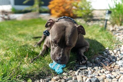 كوكيز زبدة الفول السوداني للكلاب من كلوديا كانين كويزين، 10 أونصة، عيد ميلاد سعيد، أزرق in Kuwait