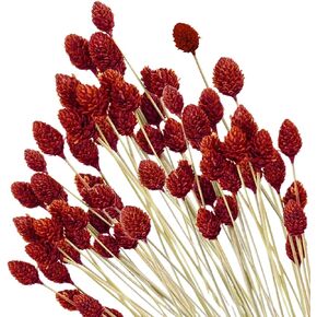 70 قطعة من كرات بيلي الصغيرة من الزهور المجففة الحمراء - 17 بوصة من كرات الصنوبر الطبيعية الحقيقية من زهرة الصنوبر المحفوظة لديكور الزفاف، وحفلات الزفاف، وترتيب الزهور، وديكور طاولة المنزل للحفلات in Kuwait