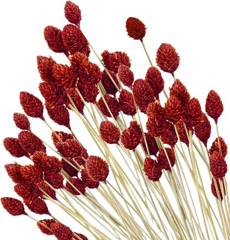 70 قطعة من كرات بيلي الصغيرة من الزهور المجففة الحمراء - 17 بوصة من كرات الصنوبر الطبيعية الحقيقية من زهرة الصنوبر المحفوظة لديكور الزفاف، وحفلات الزفاف، وترتيب الزهور، وديكور طاولة المنزل للحفلات in Kuwait