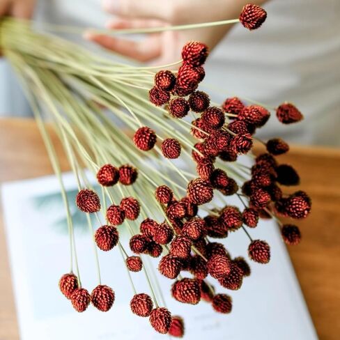 70 قطعة من كرات بيلي الصغيرة من الزهور المجففة الحمراء - 17 بوصة من كرات الصنوبر الطبيعية الحقيقية من زهرة الصنوبر المحفوظة لديكور الزفاف، وحفلات الزفاف، وترتيب الزهور، وديكور طاولة المنزل للحفلات in Kuwait