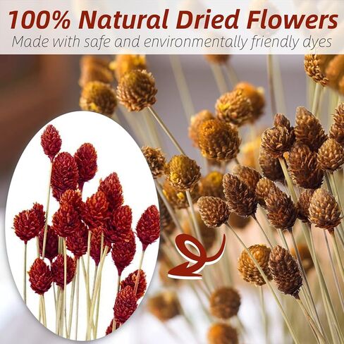 70 قطعة من كرات بيلي الصغيرة من الزهور المجففة الحمراء - 17 بوصة من كرات الصنوبر الطبيعية الحقيقية من زهرة الصنوبر المحفوظة لديكور الزفاف، وحفلات الزفاف، وترتيب الزهور، وديكور طاولة المنزل للحفلات in Kuwait