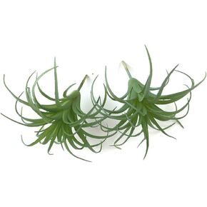 EBUYOM 2 PCS Artificial Succulents Plants Unpotted Fake Flocking Tillandsia Air Plants Succulent Bromeliads Bouquet Arrangements Faux Plants DIY for Garden Terrarium Decor Home Decoration Green
