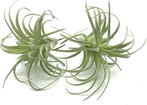 EBUYOM 2 جهاز كمبيوتر شخصى النباتات العصارية الاصطناعية غير بوعاء وهمية يتدفقون Tillandsia نباتات الهواء النضرة Bromeliads باقة ترتيبات النباتات الصناعية DIY لحديقة Terrarium ديكور المنزل الديكور الأخضر in Kuwait