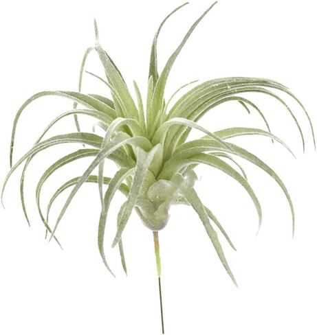 EBUYOM 2 جهاز كمبيوتر شخصى النباتات العصارية الاصطناعية غير بوعاء وهمية يتدفقون Tillandsia نباتات الهواء النضرة Bromeliads باقة ترتيبات النباتات الصناعية DIY لحديقة Terrarium ديكور المنزل الديكور الأخضر in Kuwait