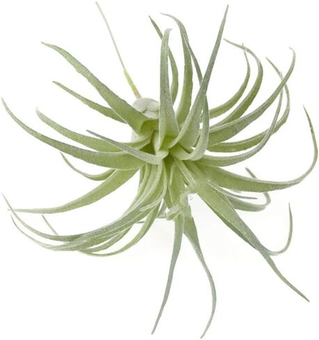 EBUYOM 2 جهاز كمبيوتر شخصى النباتات العصارية الاصطناعية غير بوعاء وهمية يتدفقون Tillandsia نباتات الهواء النضرة Bromeliads باقة ترتيبات النباتات الصناعية DIY لحديقة Terrarium ديكور المنزل الديكور الأخضر in Kuwait