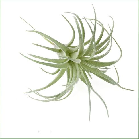 EBUYOM 2 جهاز كمبيوتر شخصى النباتات العصارية الاصطناعية غير بوعاء وهمية يتدفقون Tillandsia نباتات الهواء النضرة Bromeliads باقة ترتيبات النباتات الصناعية DIY لحديقة Terrarium ديكور المنزل الديكور الأخضر in Kuwait