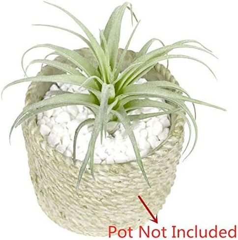 EBUYOM 2 جهاز كمبيوتر شخصى النباتات العصارية الاصطناعية غير بوعاء وهمية يتدفقون Tillandsia نباتات الهواء النضرة Bromeliads باقة ترتيبات النباتات الصناعية DIY لحديقة Terrarium ديكور المنزل الديكور الأخضر in Kuwait