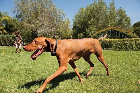 PetSafe Wireless Pet Containment System + 2 Replacement Batteries - Original Wireless Electric Fence for Dogs - From the Parent Company of Invisible Fence Brand - Covers Up to 1/2 Acre - For Pets 8lb+ in Saudi Arabia