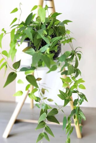 اني اند باندا نباتات صناعية معلقة من اللبلاب بوعاء من قطعتين، نباتات بلاستيكية مزيفة بطول 51 انش، مسار طويل، نباتات صناعية صغيرة معلقة، اوراق شجر خضراء لديكور الزفاف والمكتب والمنزل والاماكن الداخلية in Kuwait