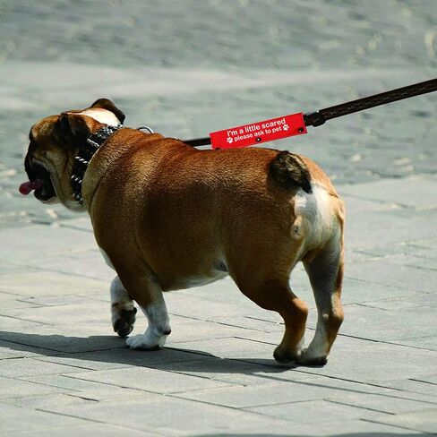 Funny Dog Leash Sleeve I'm a Little Scared Please Ask to pet Leash Wrap Alert Hanging ID Patch Tag Pet Birthday Gift(Little Scared-Sleeve) in Saudi Arabia