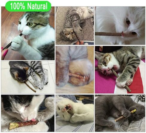 20 قطعة من أعواد مضغ القطط من روزيكلو، عضوية للعناية بالأسنان، أعواد النعناع البري الطبيعية، ألعاب المولي للأسنان للقطط كيتي in Kuwait