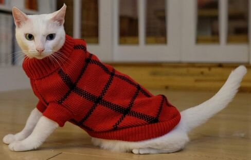 Turtleneck Dog Argyle Sweater for Small Dogs Cat in Kuwait