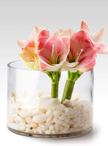 Serene Spaces Living Set of 6 Clear Glass Cylinder Vase, Use for Floral Arrangements or as Candle Holder, Cylindrical Shape Offers Endless Design Options, Measures 8" Diameter & 6" Tall in Saudi Arabia