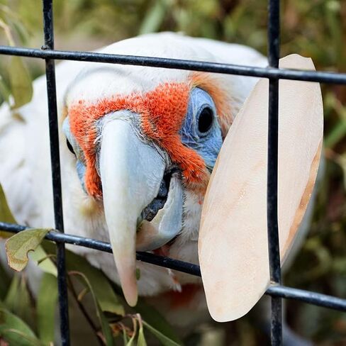 EXCEART 30pcs Bird Cuttlebone Natural Cuddle Bone Bird Beak Stone Beak Grinder Parrot Chew Toys Molar Toy for Parakeets Cockatiel Macaw in Saudi Arabia