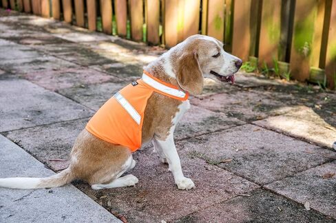 2PET سترة صيد للكلاب وسترة عاكسة للسلامة - تستخدم للرؤية العالية - تحمي الحيوانات الأليفة من السيارات وحوادث الصيد في كل من البيئات الحضرية والريفية - برتقالي مشع صغير in Kuwait