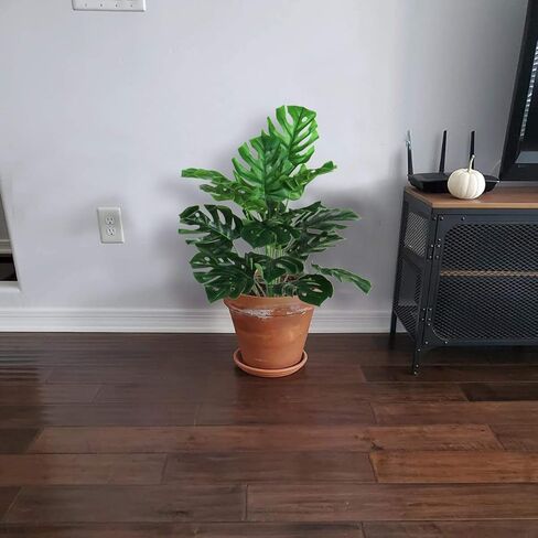 نبات اصطناعي 29 بوصة شجرة حرير أريكا وهمية خضراء مثالية للاستخدام الداخلي والخارجي وأوراق ديليسيوسا الاستوائية الاصطناعية شجرة السلحفاة الصناعية لتزيين المنزل والحديقة والمكاتب (أوراق خضراء 18 سيقان) in Kuwait