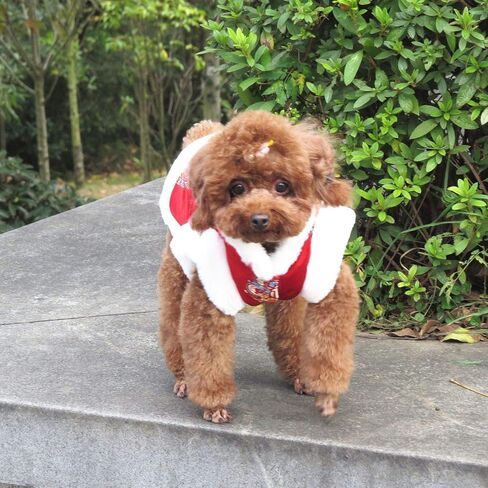DELIFUR Dog Blessing Qipao Chinese Traditional Pet Chrysanthemum Coat Winter Cat New Year Costume for Small Medium Dogs Cats (Blessing, X-Small) in Saudi Arabia