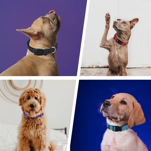 Reflective Dog Collar, Adjustable Nylon Collar, Strong yet Comfortable, Safety Locking Buckle, Length Adjustable for Small Medium and Large Dog in Kuwait