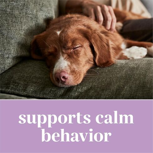 مكملات EverRoot Dog مدعومة بأقراص Purina Brain Health القابلة للمضغ مع زيت جوز الهند - 4.02 أوقية. علبة in Kuwait
