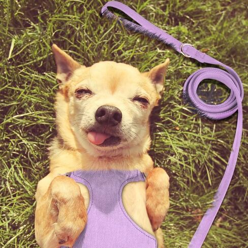 مجموعة حزام ومقود الكلاب الصغيرة من ديدوج، حزام ناعم ولطيف للكلاب الصغيرة، حزام كلب قابل للتعديل مقاس XXS لتدريب الجراء على المشي، أرجواني، مقاس XXS in Kuwait