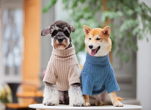 سترة وفستان مصمم أزياء الكلاب من Touchdog ® "Modress". in Kuwait