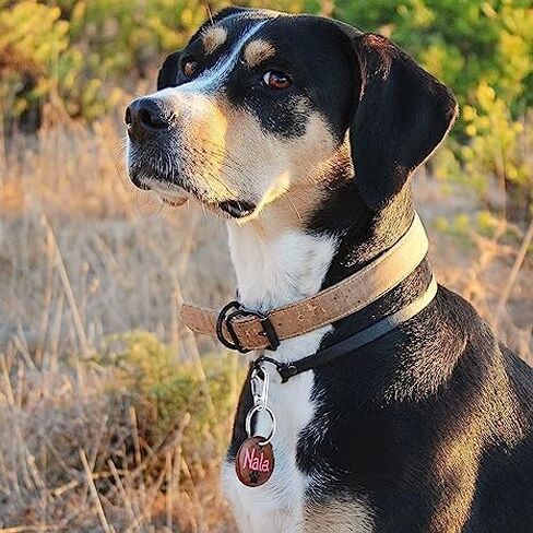 مشبك علامة الكلب 6 قطع من مشابك حلقة المفاتيح مع 18 قطعة من حلقة الفولاذ المقاوم للصدأ، حامل بطاقة هوية الكلب المتين سهل التغيير مشبك علامة الحيوانات الأليفة مناسب لأطواق القطط والكلاب والأحزمة في حدود 1.3 × 0.6 بوصة in Kuwait