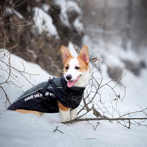 معاطف للكلاب الصغيرة مقاومة للماء للشتاء - سترة دافئة للكلاب مع حزام وطوق من الفرو. ملابس وإكسسوارات ملابس الكلاب العاكسة (أحمر، XL) in Kuwait