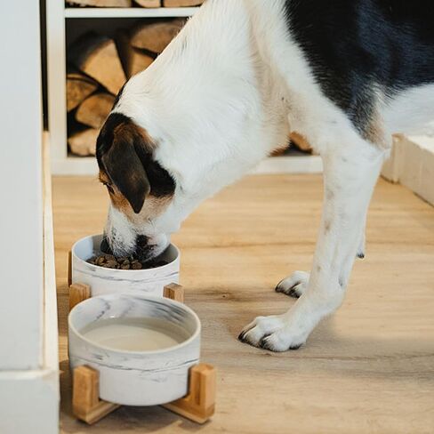 أوعية للقطط للطعام والماء، أوعية للقطط من السيراميك مع حامل خشبي، أوعية لإطعام القطط للقطط الداخلية، أوعية طعام للحيوانات الأليفة للكلاب والقطط الصغيرة والمتوسطة الحجم، وأطباق طعام ومياه للقطط، تصميم عصري in Kuwait