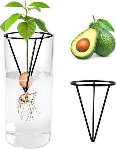 مزهرية زجاجية لبذور الافوكادو مع دعامة معدنية مثلثة، مجموعات زراعة لزراعة بذور الافوكادو، هدية بستنة شجرة الافوكادو لمحبي البستنة (البذور غير متضمنة) in Kuwait
