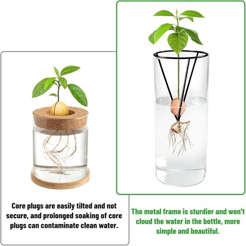 مزهرية زجاجية لبذور الافوكادو مع دعامة معدنية مثلثة، مجموعات زراعة لزراعة بذور الافوكادو، هدية بستنة شجرة الافوكادو لمحبي البستنة (البذور غير متضمنة) in Kuwait