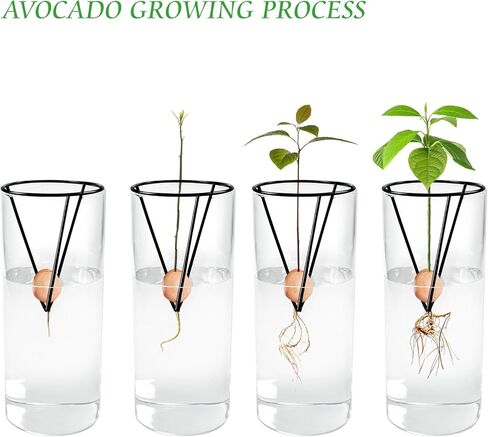 مزهرية زجاجية لبذور الافوكادو مع دعامة معدنية مثلثة، مجموعات زراعة لزراعة بذور الافوكادو، هدية بستنة شجرة الافوكادو لمحبي البستنة (البذور غير متضمنة) in Kuwait