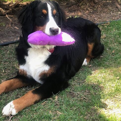 لعبة تندر تافز من سمارت بيت لوف - بيسيكس - لعبة متينة للكلاب باللون الأرجواني in Kuwait