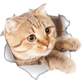 Winston & Bear 3D Cat Stickers 2 Pack - Peeking Cat Sticker for Wall, Fridge, Toilet and More - Retail Packaged Tabby Cat Decals in Saudi Arabia