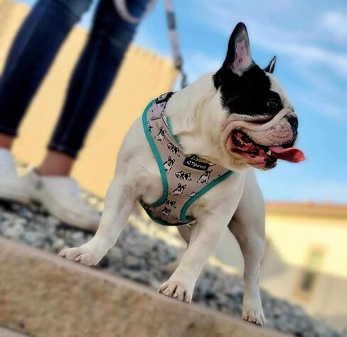 French Bull Dog Vest Harness with Matching Leash, Breathable Mesh Interior Liner, 4 Adjusting Buckles to Get The Perfect Frenchie Fit (Small) in Saudi Arabia