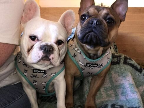 French Bull Dog Vest Harness with Matching Leash, Breathable Mesh Interior Liner, 4 Adjusting Buckles to Get The Perfect Frenchie Fit (Small) in Saudi Arabia